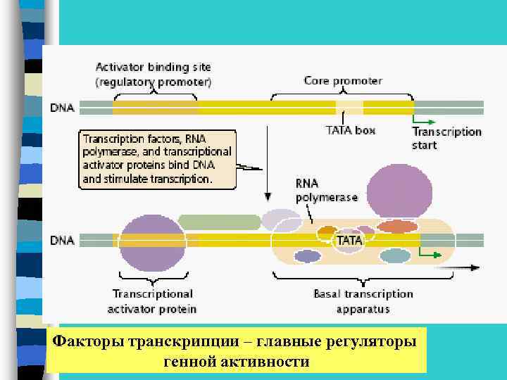 Факторы транскрипции – главные регуляторы генной активности 