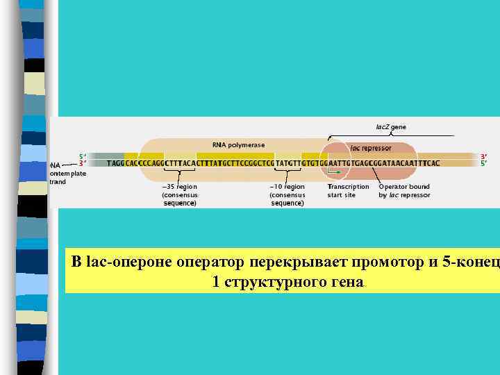 В lac-опероне оператор перекрывает промотор и 5 -конец 1 структурного гена 