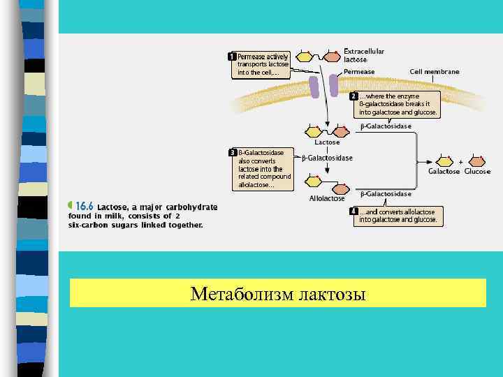 Метаболизм лактозы 