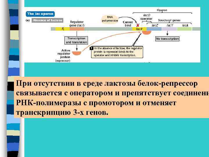 При отсутствии в среде лактозы белок-репрессор связывается с оператором и препятствует соединени РНК-полимеразы с