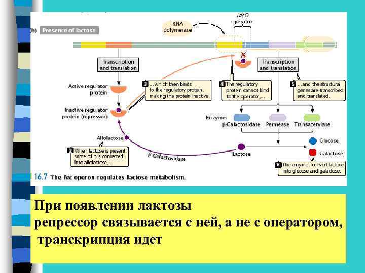 При появлении лактозы репрессор связывается с ней, а не с оператором, транскрипция идет 