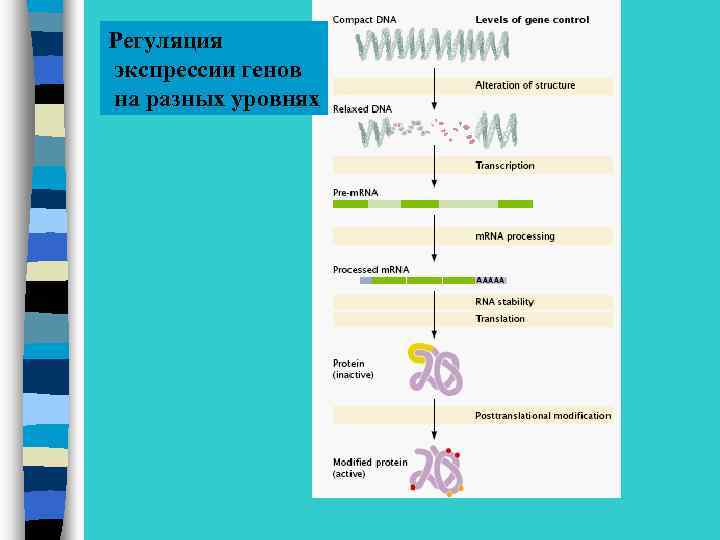 Регуляция экспрессии генов на разных уровнях 