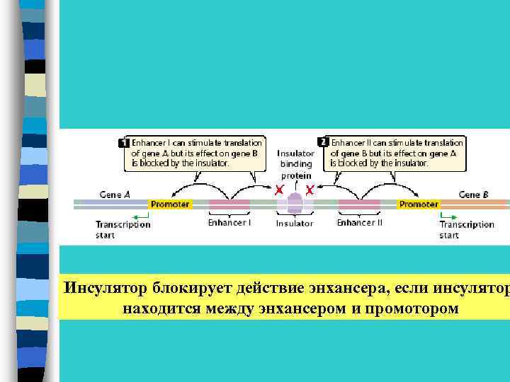 Инсулятор блокирует действие энхансера, если инсулятор находится между энхансером и промотором 