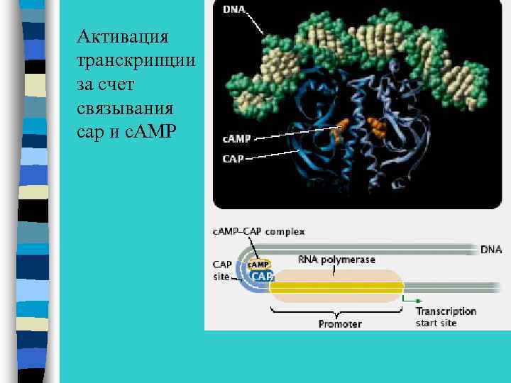 Активация транскрипции за счет связывания сap и с. AMP 