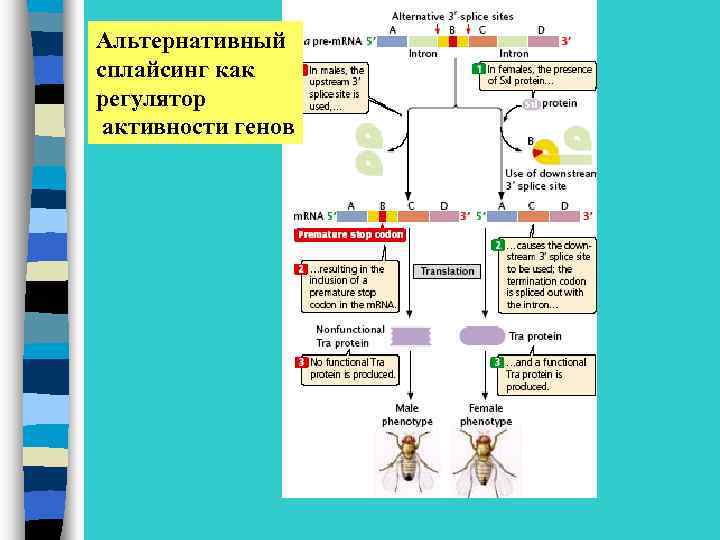 Альтернативный сплайсинг как регулятор активности генов 