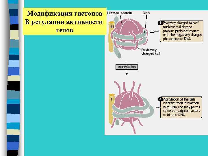 Модификация гистонов В регуляции активности генов 