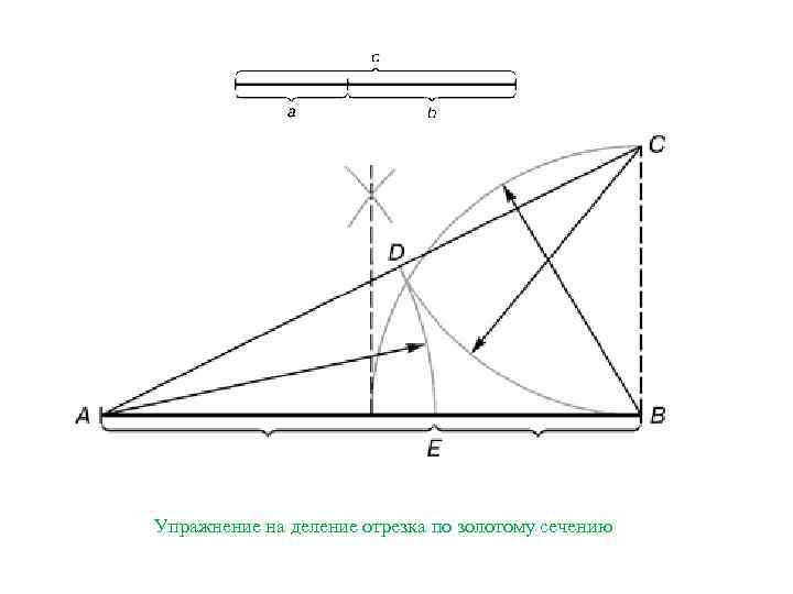 Упражнение на деление отрезка по золотому сечению 