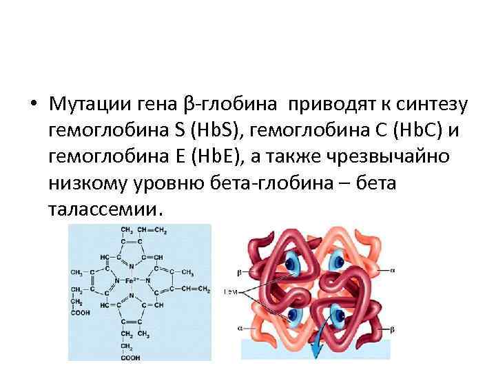  • Мутации гена β глобина приводят к синтезу гемоглобина S (Hb. S), гемоглобина