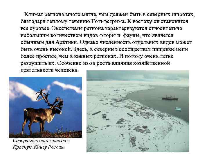  Климат региона много мягче, чем должен быть в северных широтах, благодаря теплому течению