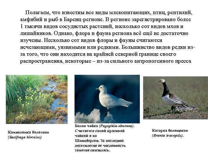  Полагаем, что известны все виды млекопитающих, птиц, рептилий, амфибий и рыб в Баренц-регионе.