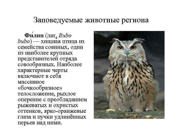 Заповедуемые животные региона Фи лин (лат. Bubo bubo) — хищная птица из семейства совиных,