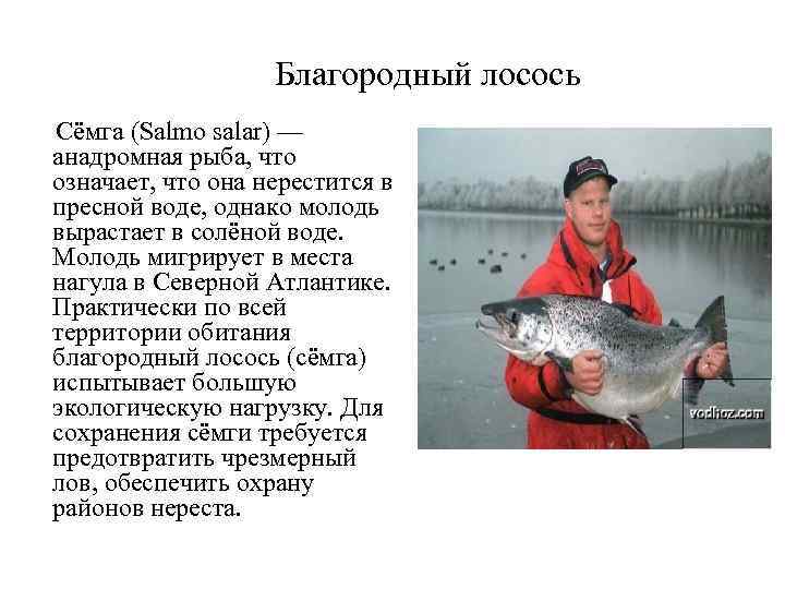  Благородный лосось Сёмга (Salmo salar) — анадромная рыба, что означает, что она нерестится