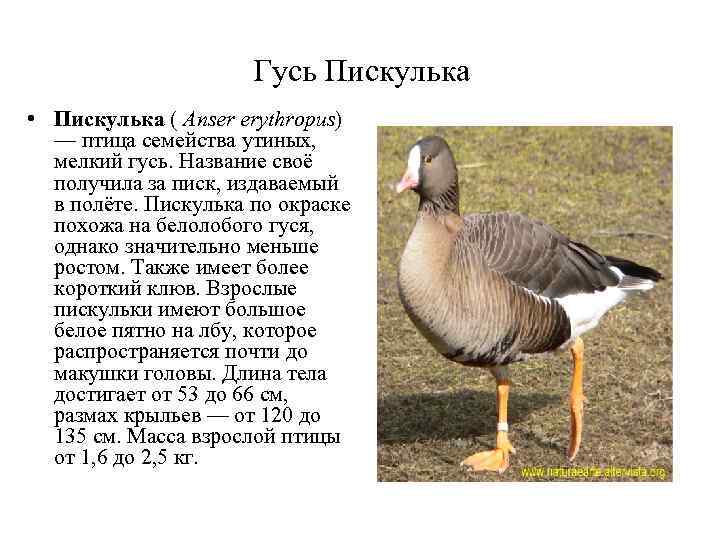 Как можно назвать гуся девочку. Гусь пискулька. Гусь пискулька Anser erythropus в полете. Гуси семейства утиных. Имя для гуся.