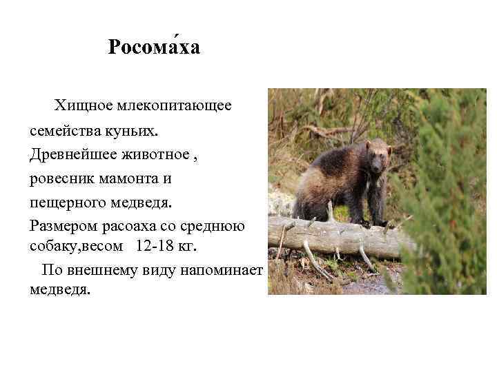Росома ха Хищное млекопитающее семейства куньих. Древнейшее животное , ровесник мамонта и пещерного медведя.