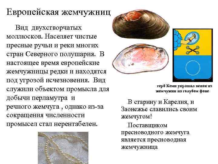  Европейская жемчужница Вид двухстворчатых моллюсков. Населяет чистые пресные ручьи и реки многих стран