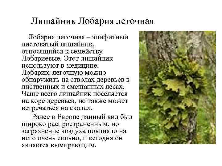 Лишайник Лобария легочная – эпифитный листоватый лишайник, относящийся к семейству Лобариевые. Этот лишайник используют