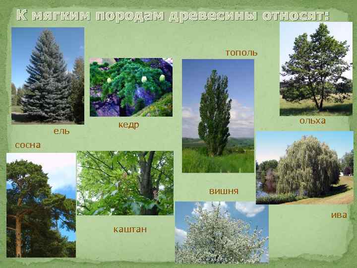 К мягким породам древесины относят: тополь ель ольха кедр сосна вишня ива каштан 