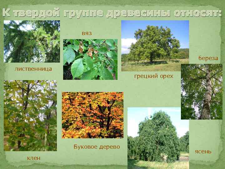 К твердой группе древесины относят: вяз береза лиственница грецкий орех Буковое дерево клен ясень