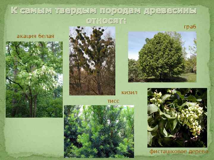 К самым твердым породам древесины относят: граб акация белая кизил тисс фисташковое дерево 