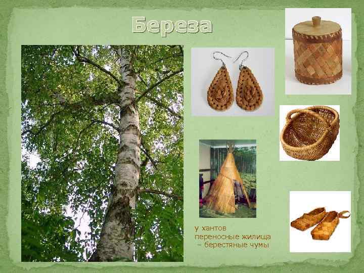 Береза у хантов переносные жилища – берестяные чумы 