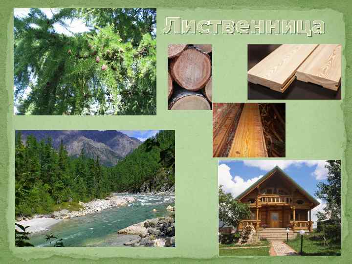 Лиственница 