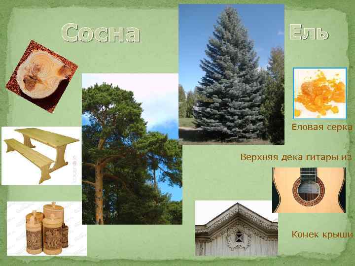 Сосна Ель Еловая серка Верхняя дека гитары из е Конек крыши 