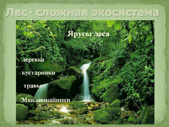 Лес- сложная экосистема 
