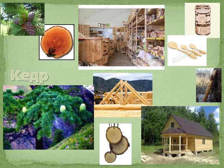 Кедр 