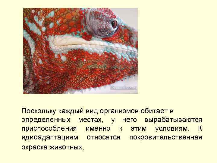 Поскольку каждый вид организмов обитает в определенных местах, у него вырабатываются приспособления именно к