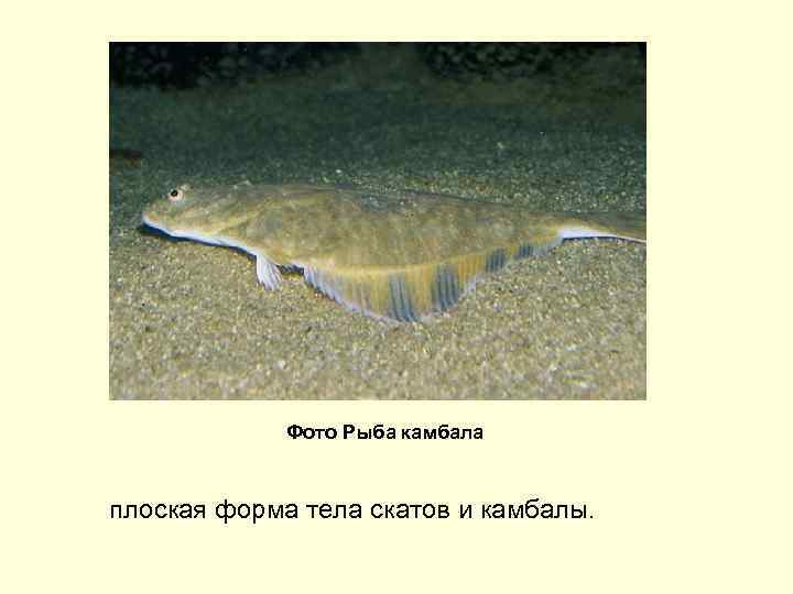 Фото Рыба камбала плоская форма тела скатов и камбалы. 