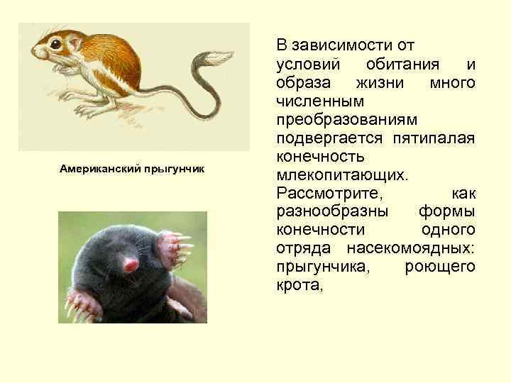 Американский прыгунчик В зависимости от условий обитания и образа жизни много численным преобразованиям подвергается