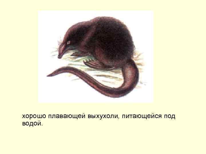 хорошо плавающей выхухоли, питающейся под водой. 
