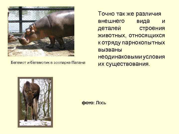 Бегемот и бегемотик в зоопарке Патана Точно так же различия внешнего вида и деталей