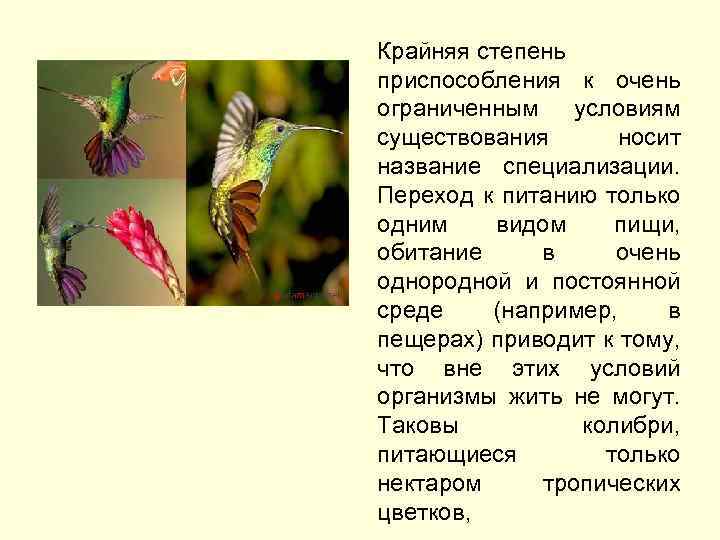Крайняя степень приспособления к очень ограниченным условиям существования носит название специализации. Переход к питанию