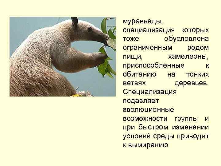 муравьеды, специализация которых тоже обусловлена ограниченным родом пищи, хамелеоны, приспособленные к обитанию на тонких
