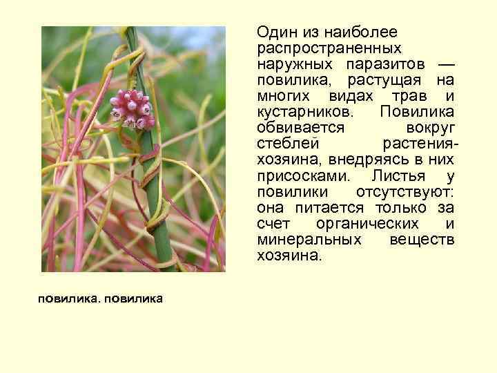Один из наиболее распространенных наружных паразитов — повилика, растущая на многих видах трав и
