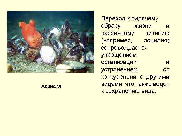 Асцидия Переход к сидячему образу жизни и пассивному питанию (например, асцидия) сопровождается упрощением организации