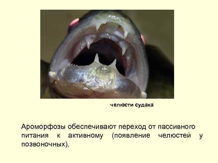 челюсти судака Ароморфозы обеспечивают переход от пассивного питания к активному (появление челюстей у позвоночных),