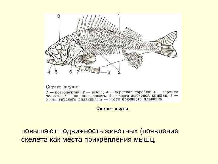 Скелет окуня. повышают подвижность животных (появление скелета как места прикрепления мышц, 