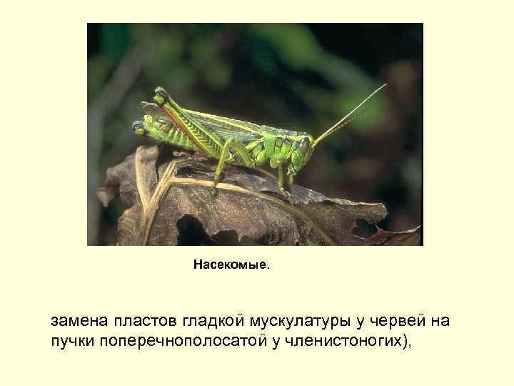 Насекомые. замена пластов гладкой мускулатуры у червей на пучки поперечнополосатой у членистоногих), 