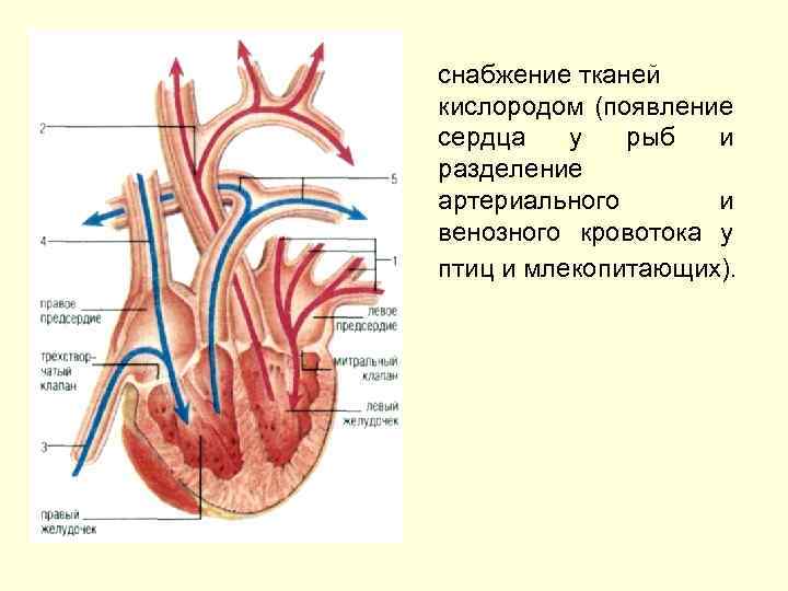 снабжение тканей кислородом (появление сердца у рыб и разделение артериального и венозного кровотока у