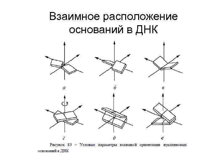 Взаимное расположение оснований в ДНК 