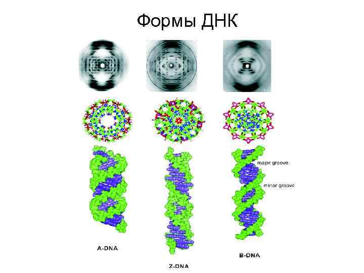 Формы ДНК 