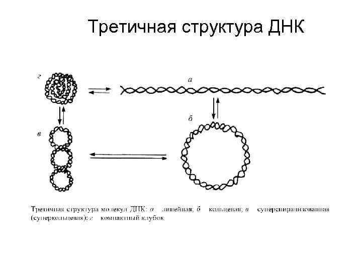 Третичная структура днк