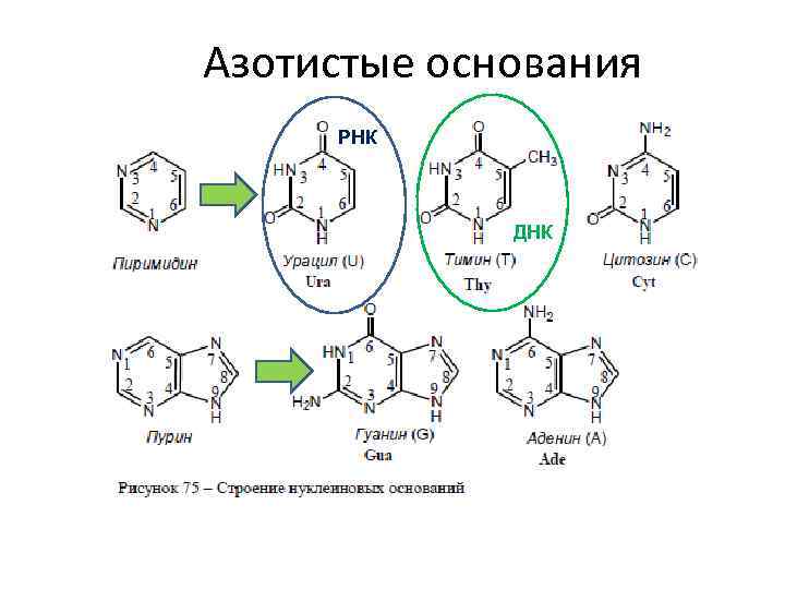 В состав оснований входят