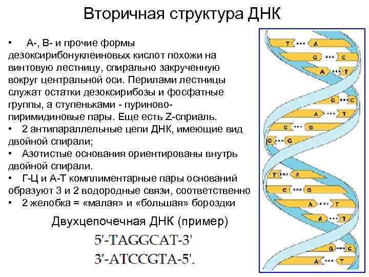 Схема нуклеотида днк