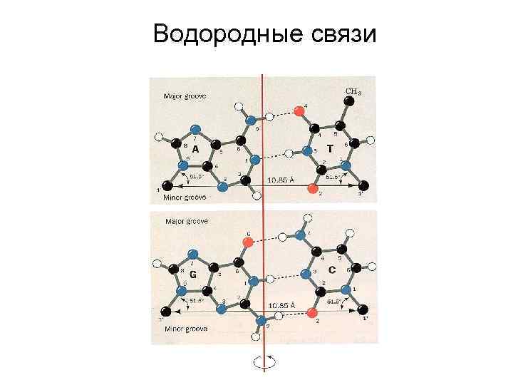 Схема образования молекул ph3