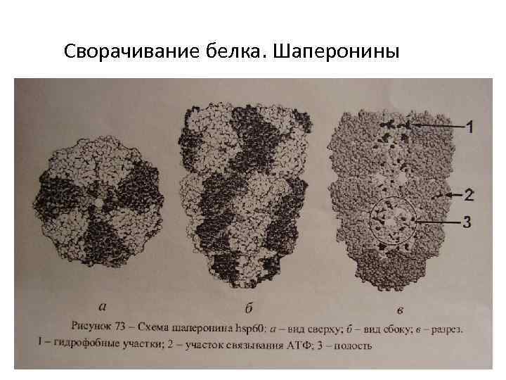 Сворачивание белка. Шаперонины 