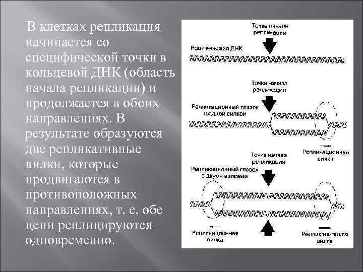 В клеткаx репликация начинается со специфической точки в кольцевой ДНК (область начала репликации) и