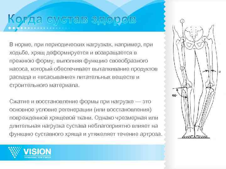 В норме, при периодических нагрузках, например, при ходьбе, хрящ деформируется и возвращается в прежнюю